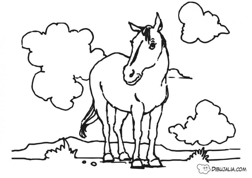Caballo en el Campo
