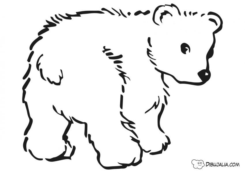 Oso Pardo