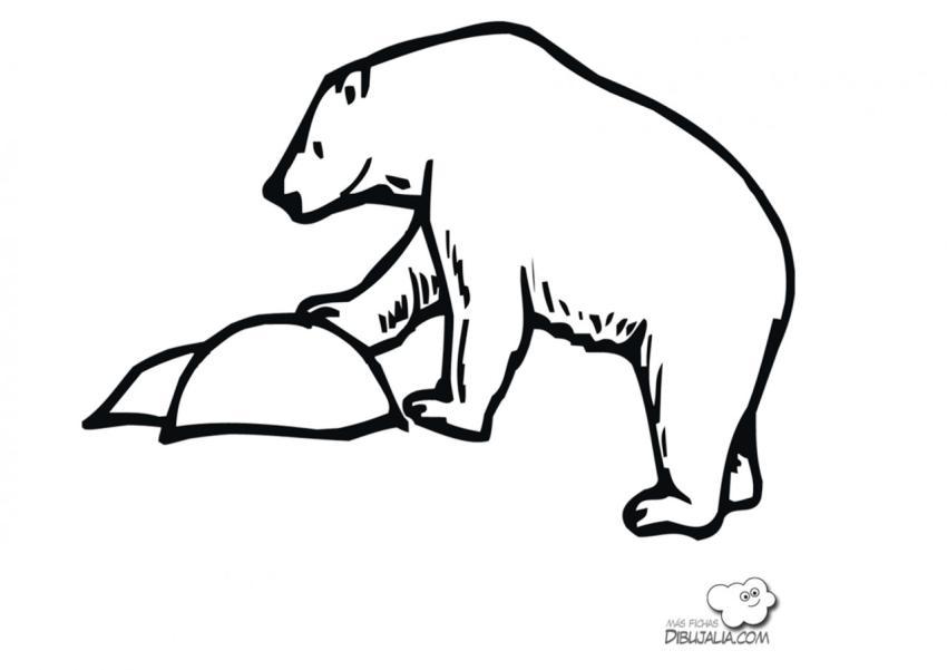 Oso Pardo