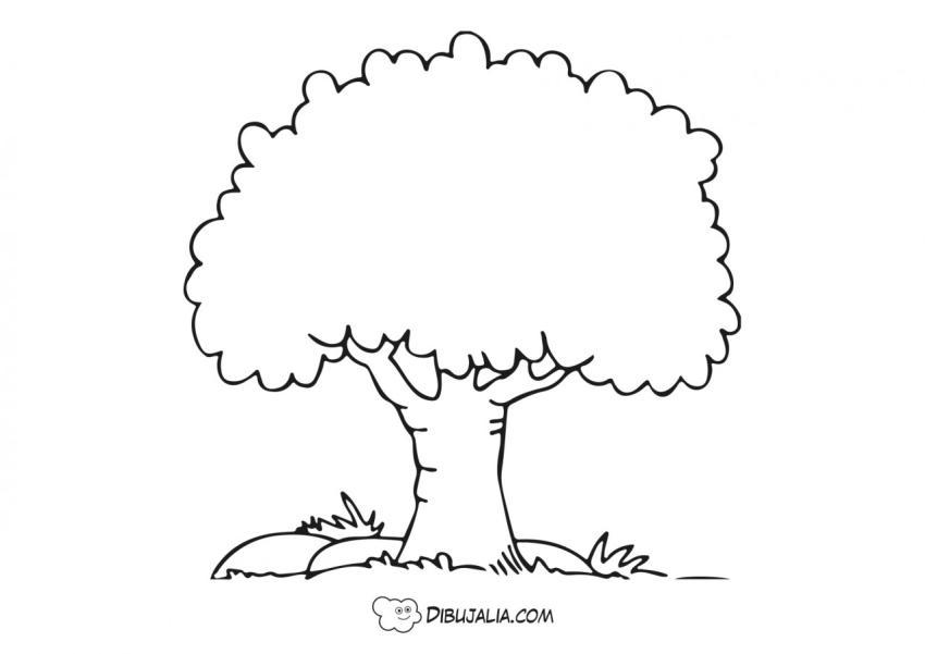Árbol arce