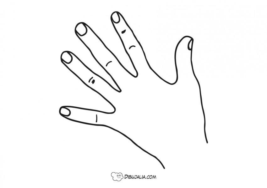 Palma de la mano