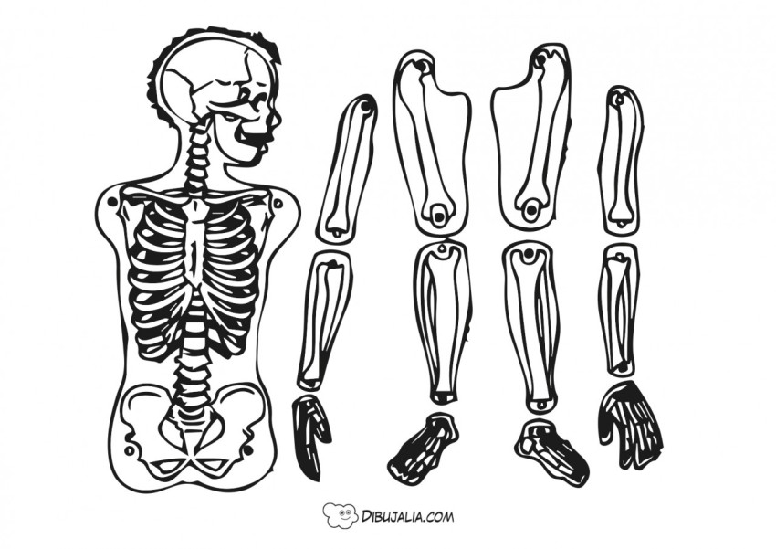 Huesos de  esqueleto recortable