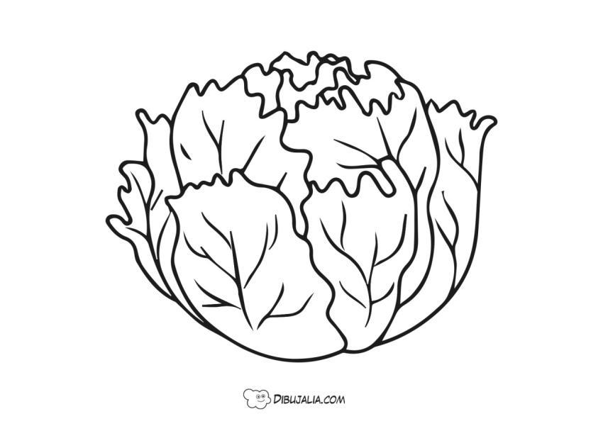 Lechuga escarola - Dibujo #1677 - Dibujalia