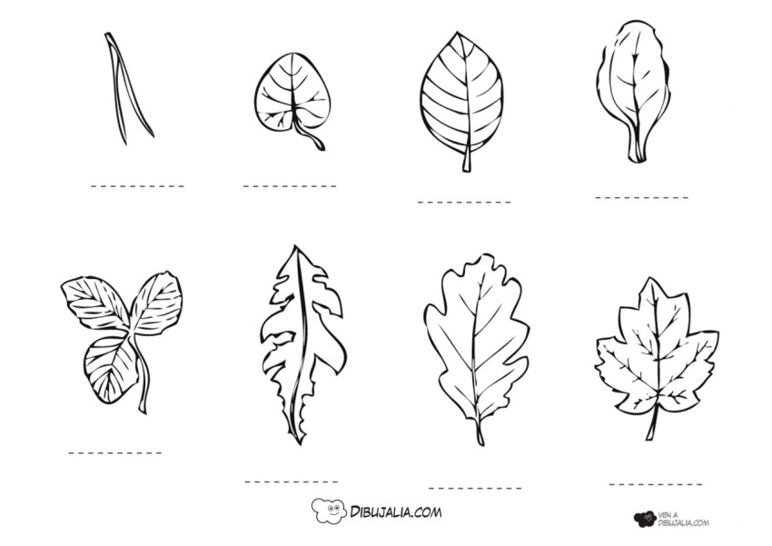  Tipos de hojas