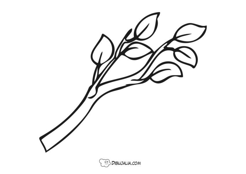 Rama de un árbol