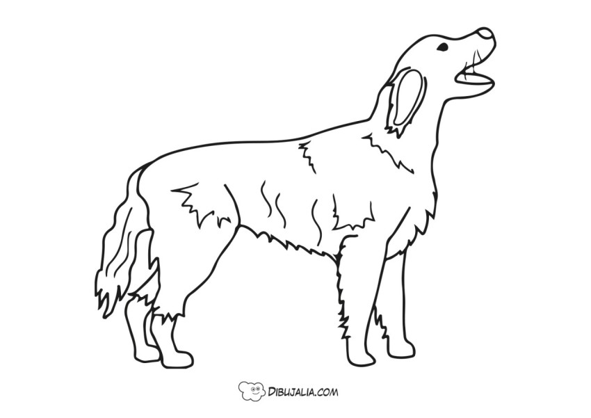 Perro labrador - Dibujo #2064 - Dibujalia - Dibujos para Colorear y  Recursos Educativos