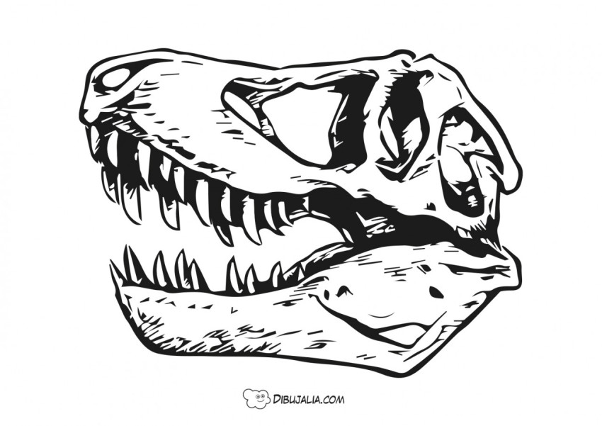 craneo dinosaurio - Dibujo #2615 - Dibujalia - Dibujos para Colorear y  Recursos Educativos