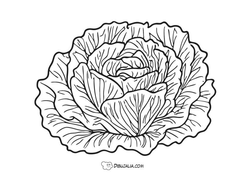 Lechuga