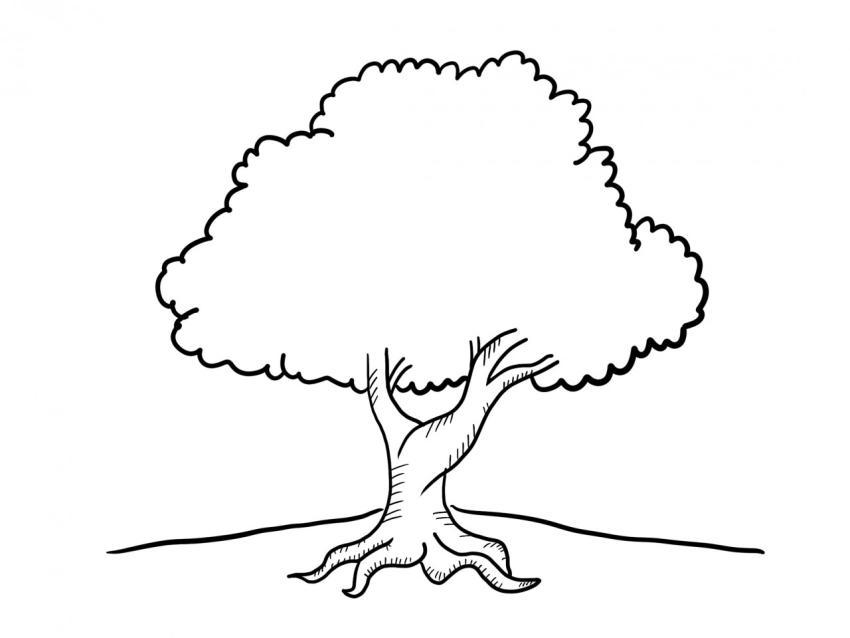 Arbol de la encina