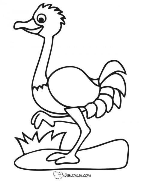 Avestruz elegante