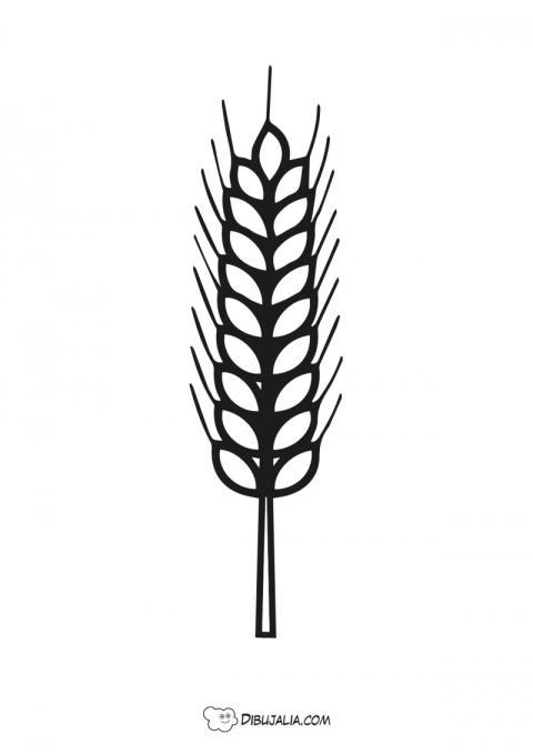 Trigo o cebada
