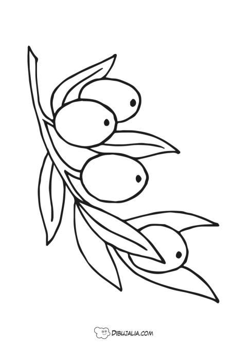 Olivas o aceitunas