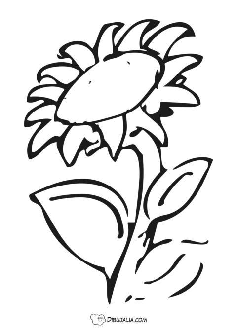 Girasol al sol