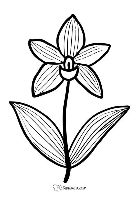 Orquidea