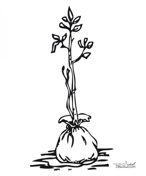 Planta para plantar - Dibujo #8 - Dibujalia - Dibujos para Colorear y  Recursos Educativos