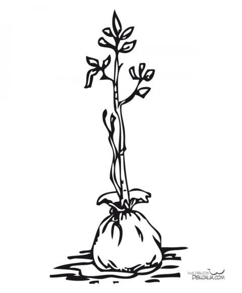 Planta para plantar