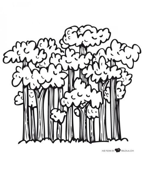 Bosque frondoso