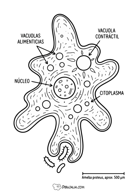 Partes de una Ameba