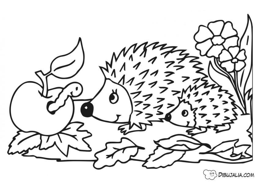 erizos con gusano y su comida