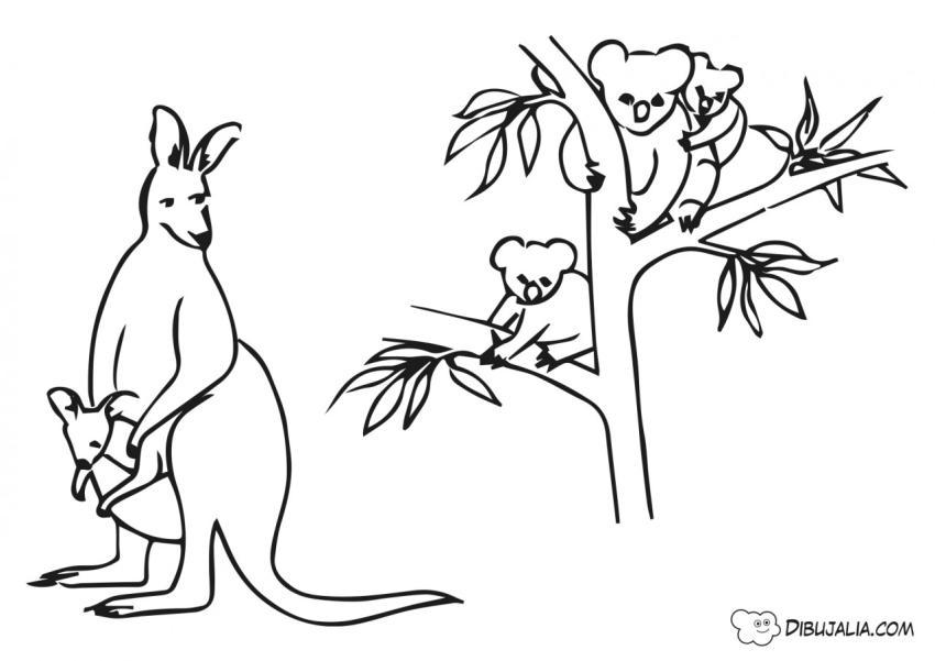 Animales tipicos Australianos