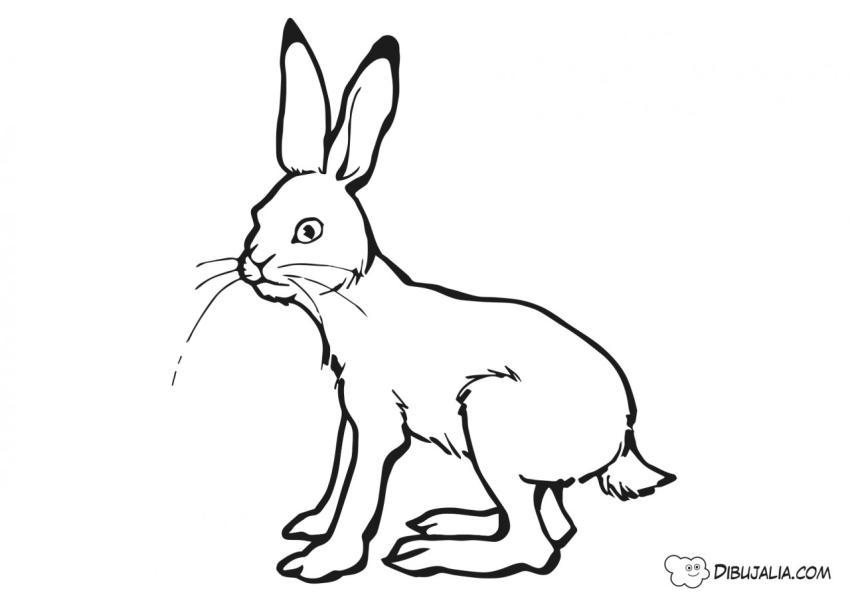 Liebre Conejo muy atenta