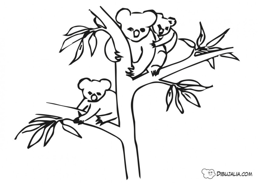 Koalas ramas árboles