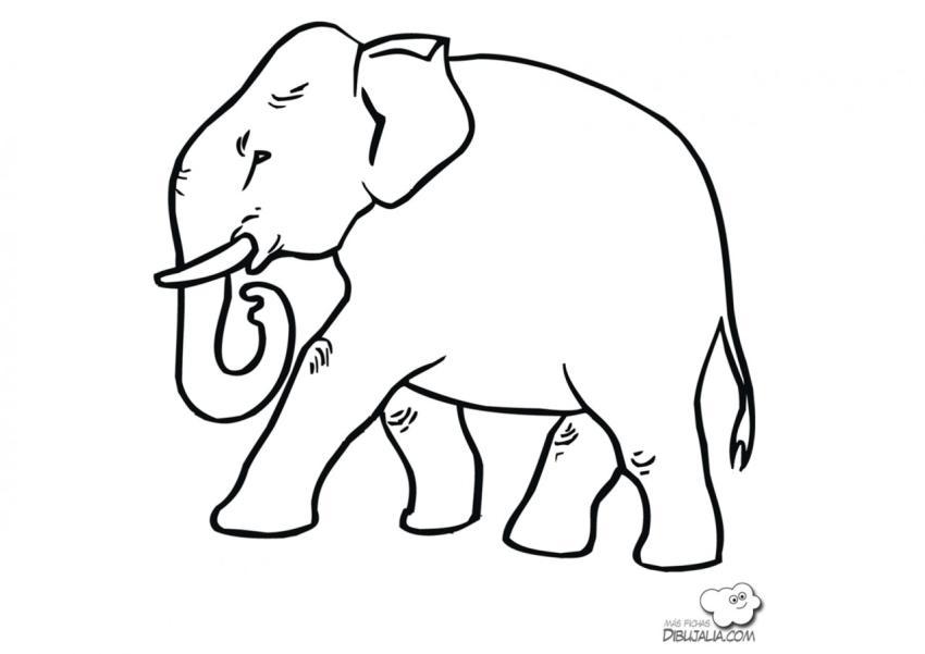 Gran elefante africano