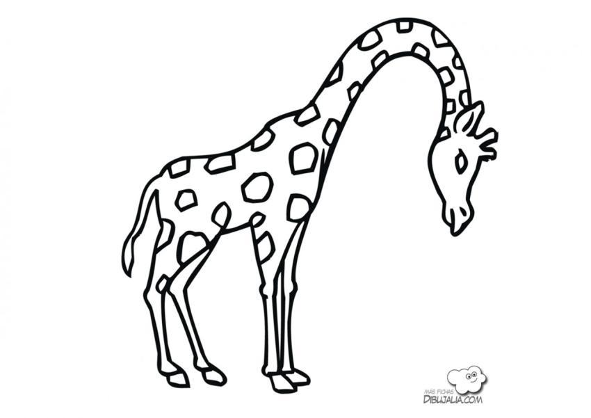 Jirafa elegante