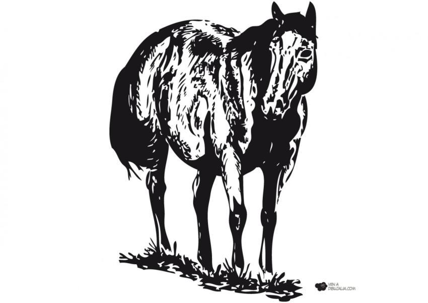 Silueta de yegua con sombras