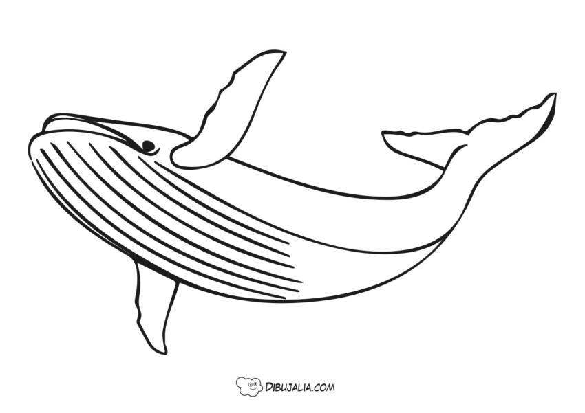 Gigante Ballena Azul