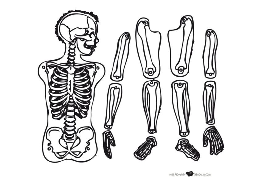 Recortable esqueleto humano