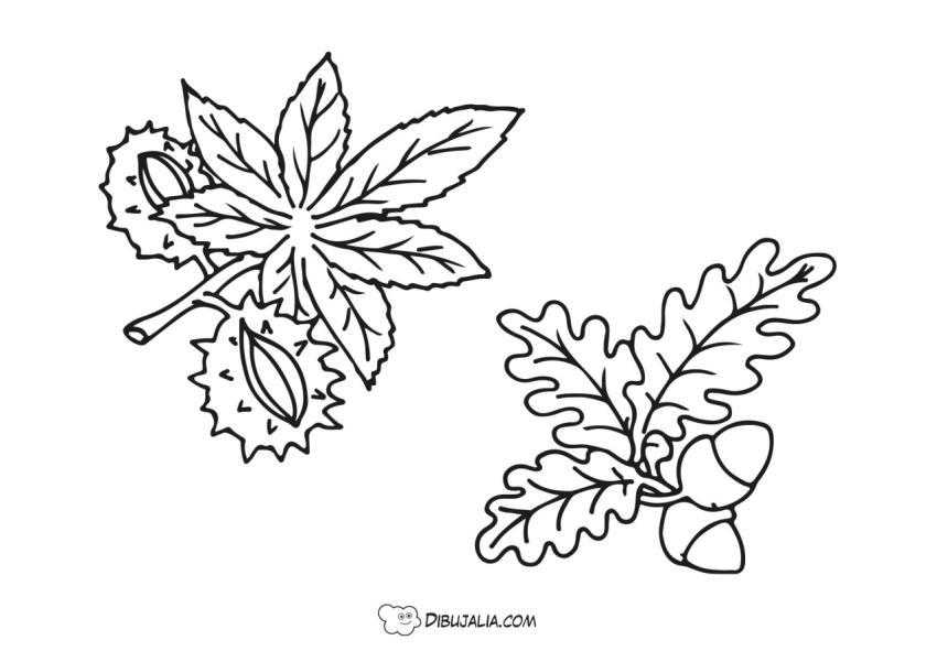 Castañas y bellotas