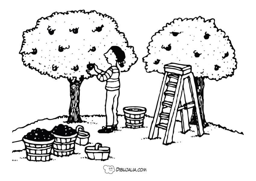 Recolectando manzanas