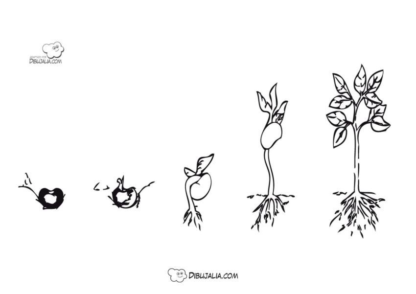 Fases de germinacion de una semilla