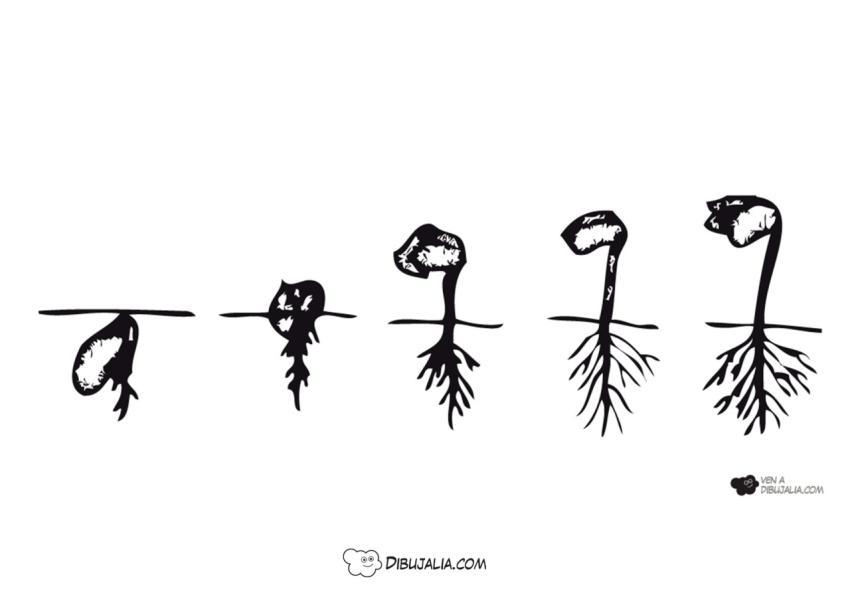 Fases de Germinación de Semillas