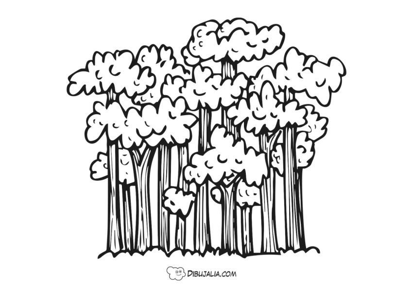 Bosque frondoso con muchos árboles