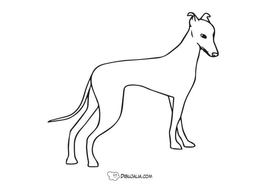 Perro galgo