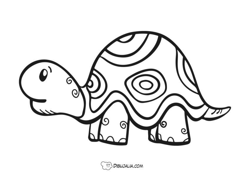 Bella y linda Tortuga