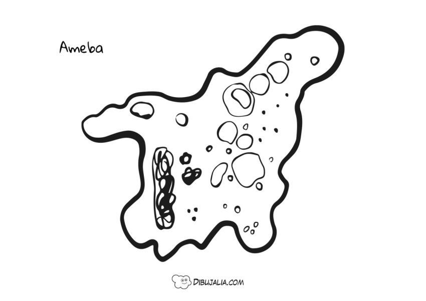 Ameba