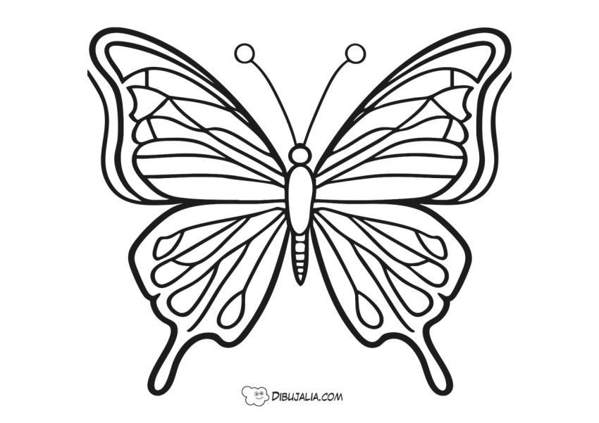 Bella Mariposa Gigante