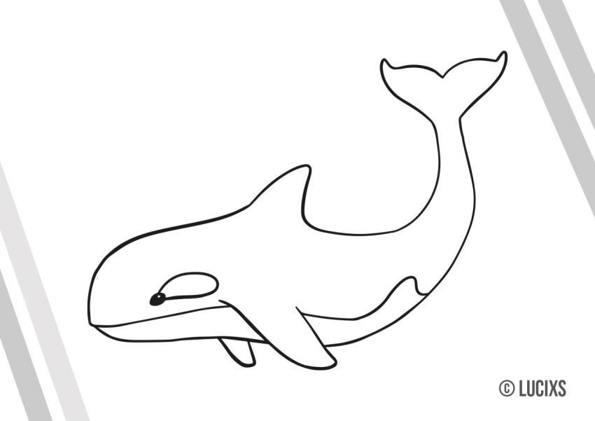 Orca