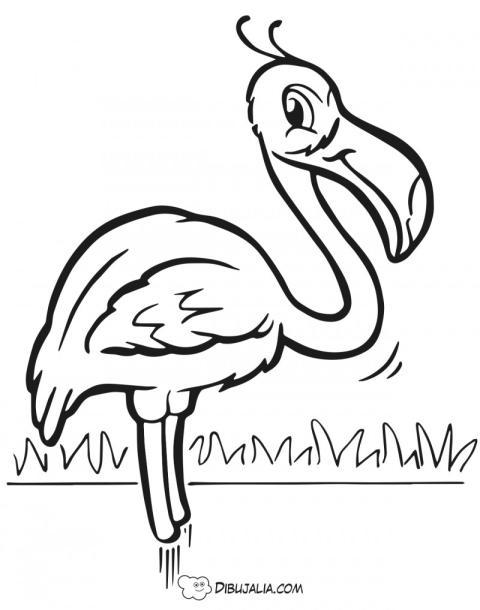 Flamenco en la laguna