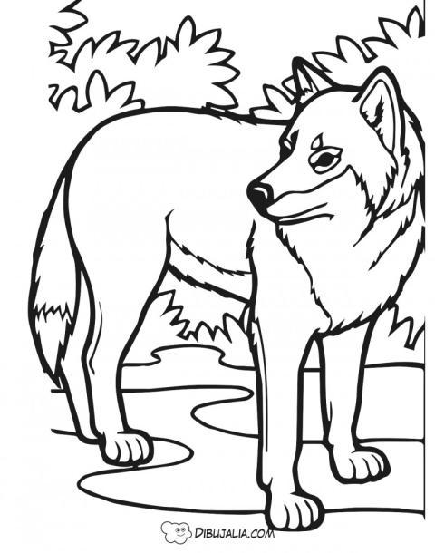 Lobo rey de la manada