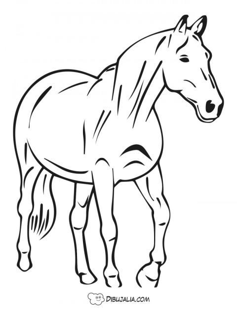 Caballo Yegua Purasangre