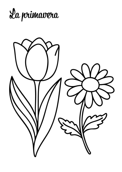 Tulipán y Margarita