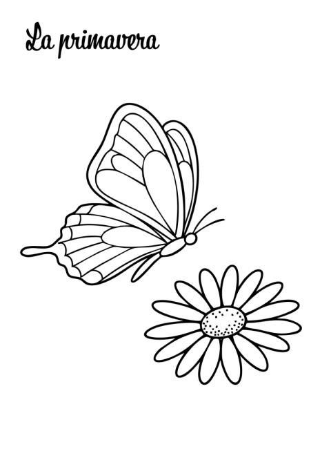 Mariposa sobre una margarita