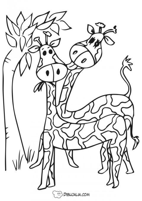 Jirafas amigas comen