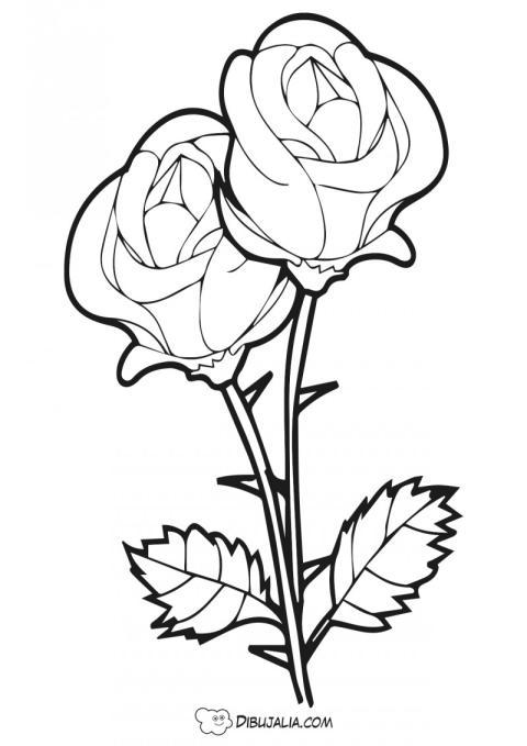 Dos Rosas con espinas