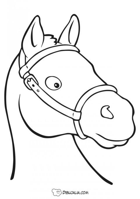 Caballo - Retrato de la cabeza
