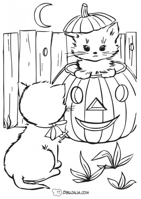 Gatos calabazas de halloween